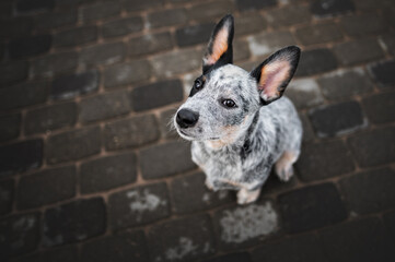 funny heeler puppy sitting outdoors looking up, close up top view portrait