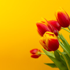 Bouquet of yellow - red tulips on a yellow background with copy space. Mother's day, womens day greeting card.