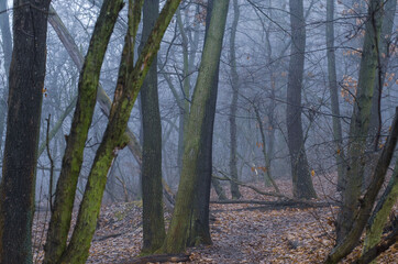 trees in the forest in the fog
