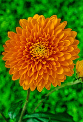Chrysanthemum
