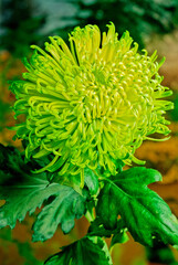 Chrysanthemum