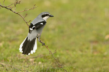 Southern grey shrike male in heat plumage on its favorite perch in its breeding territory with the first light of dawn
