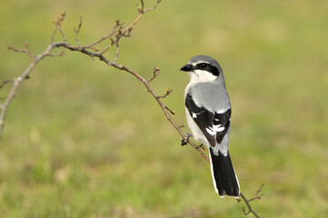 Male Southern grey shrike in his breeding territory with the first light of dawn