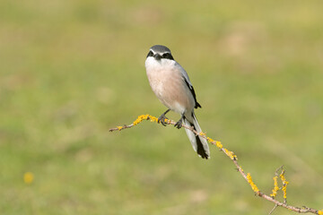 Male Southern grey shrike in his breeding territory with the first light of dawn