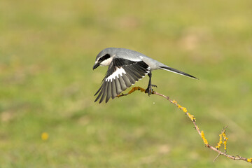 Southern grey shrike flying with the first morning lights in their breeding territory
