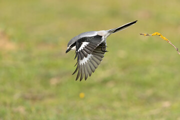 Southern grey shrike flying with the first morning lights in their breeding territory
