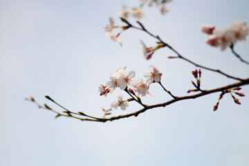 tree blossom