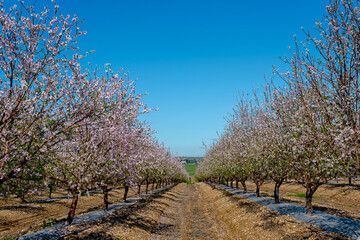 Plantation of the flowering almond trees at spring