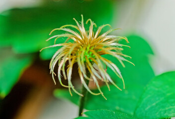 Clematis