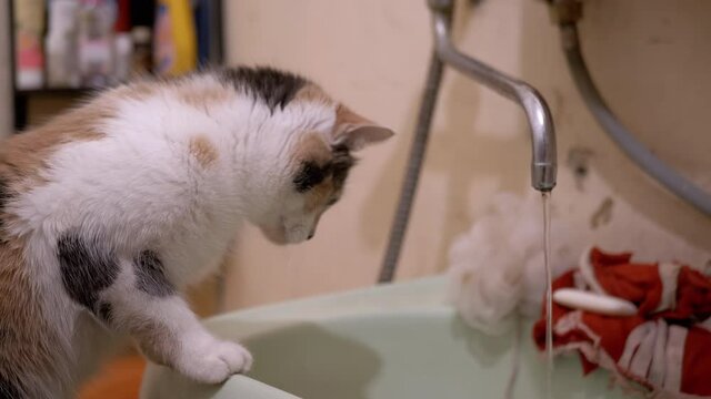 Curious Domestic Multicolored Cat Plays Paw with Running Water in Tap in Bath