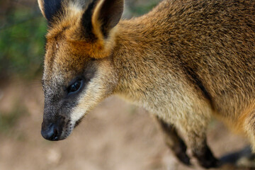 Naklejka premium kangaroo in the park