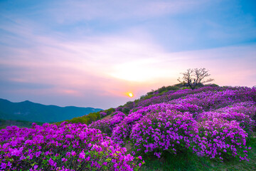 Landscape sunset in Hapcheon Hwangmaesan Royal Azalea Festival South Korea
