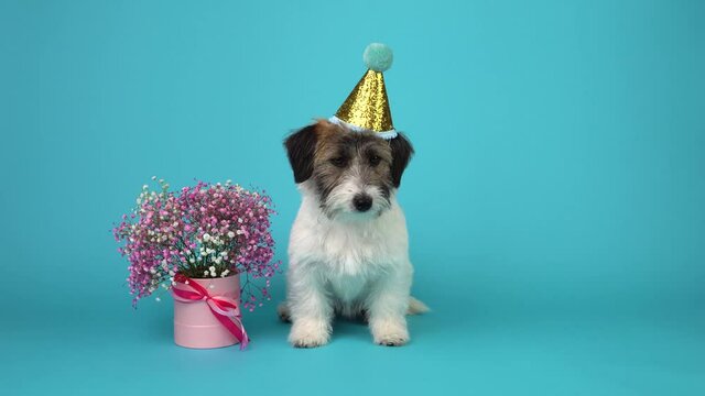 A cute Jack Russell Terrier broken puppy in a festive cap sits next to a bouquet of pink flowers on a blue background