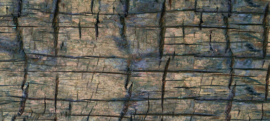 Old tree bark texture background of the natural pattern. Panoramic wood bark background of the oak texture with copy space. Abstract background of the super long walnut plank table wooden texture