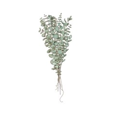 Eucalyptus branches bouquet , copy space Watercolor like composition Herbs for cards