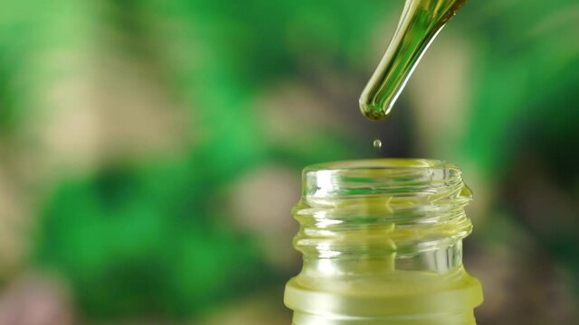 Cosmetic oil drips from a pipette into a glass bottle against a background of blurred green leaves. The drop shows the reflection of green leaves. Hemp oil dripping from a dropper.
