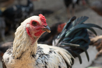 Closeup white rooster on natural background.
