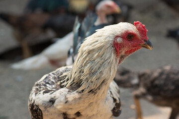 Closeup white rooster on natural background.