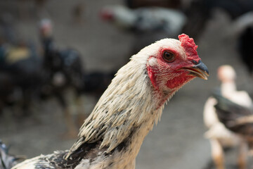 Closeup white rooster on natural background.