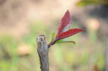 the maroon green guava leaves with plant growing in the farm.