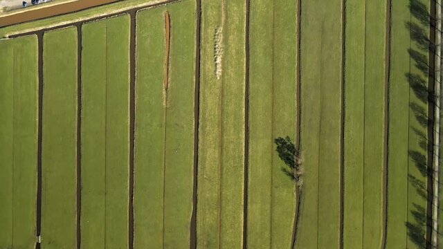Aerial of the harbour of Scheendijk Loosdrechtse Plassen near Breukelen in The Netherlands. Waterways landscape.