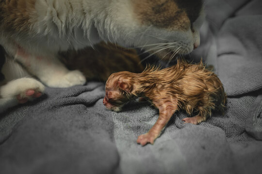 a mother cat gives birth to her kitten and licks it off. She cleans it and frees it from the umbilical cord