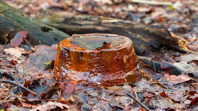 source of river among dry leaves, agricultural irrigational time lapse scene