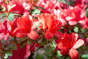 Blooming azalea flowers close-up (Rhododendron Hinodegiri).Beautiful bright azalea flowers. Floral background. Shot with shallow depth of field, selective focus.
