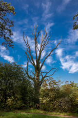 Abgestorbener Baum