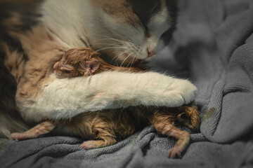 After the strains of the birth, the mother cat kisses the baby, she takes the kitten in her arms...
