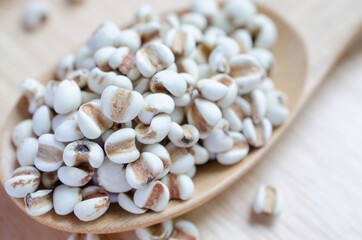 Dry organic job's tear seeds in wooden spoon, for healthy food ingredient concept