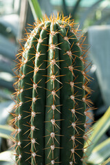 Cactus close-up. A fleshy green cactus with yellow thorns. Blurred background.