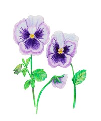 watercolor drawing, pansies flower, white background, isolated drawing, botany
