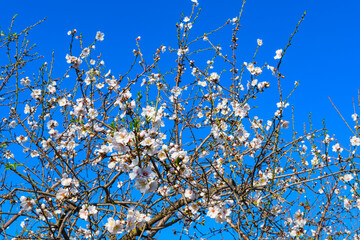 Almond blossom.