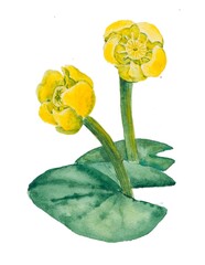 watercolor drawing, yellow water lily, white background, isolated drawing, botany