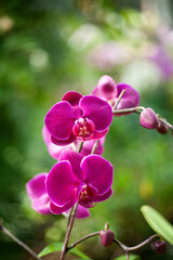 Fototapeta na wymiar Purple Orchid flower in the Garden, Phalaenopsis orchid. Blurred green background, soft focus. Shot with shallow depth of field, selective focus. Vertical photo.