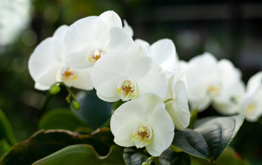 Naklejka na ściany i meble White orchid flower in the botanical garden (Phalaenopsis orchid). Blurred green background.