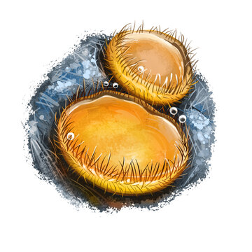 golden sea urchins watercolor painting clip art preview