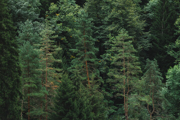 Fototapeta premium Spruce forest