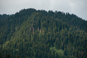 Spruce forest in the mountains