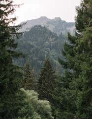 Summer mountain forest