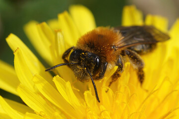 Frontal closeup of a female Grey-patched Mining Bee. Andrena nitida on yellow dandelion flower, Taraxacum officinale