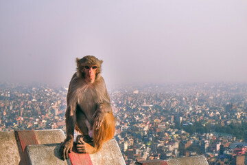 monkey temple in kathmandu, nepal, Swayambhunath Temple