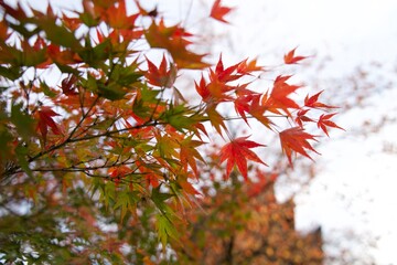 紅葉