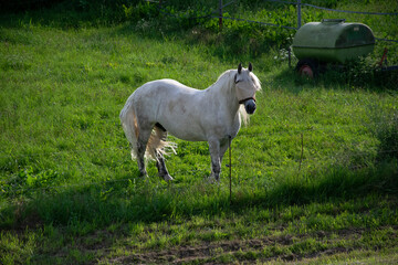 Fototapeta premium white horse in the field