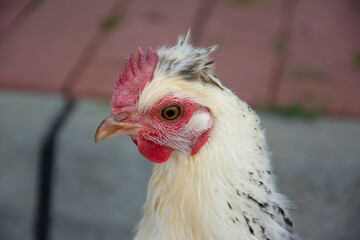 close up of a chicken