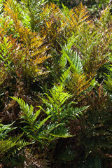 Nature - plants for garden; Generic plants for garden decoration.