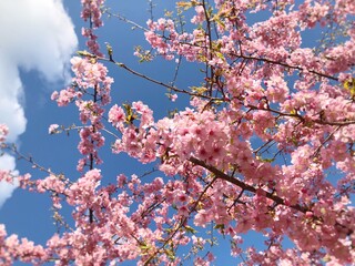 桜と青空　満開の河津桜