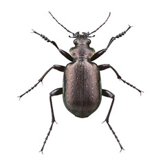The lesser searcher beetle or caterpillar-hunter (Calosoma inquisitor) isolated on white
