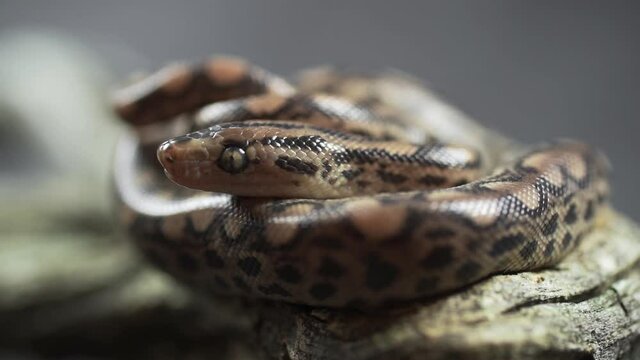Very extreme closeup of a hungry snake